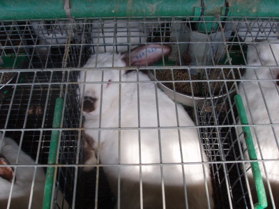 Клетки для кроликов, фермы для кроликов